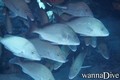 foto de buceo