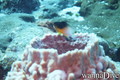 foto de buceo