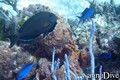 foto de buceo