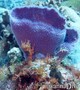 foto de buceo