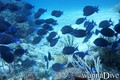 foto de buceo