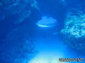 foto de buceo