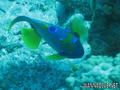 foto de buceo