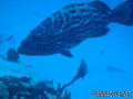 foto de buceo