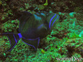 foto de buceo