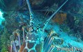 foto de buceo