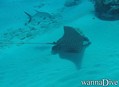 foto de buceo