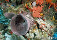 foto de buceo