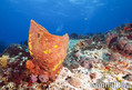 foto de buceo