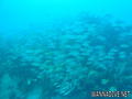 foto de buceo