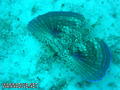 foto de buceo