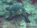 foto de buceo