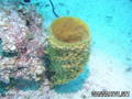 foto de buceo