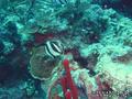 foto de buceo