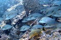foto de buceo