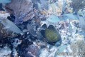 foto de buceo