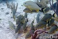 foto de buceo
