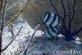 foto de buceo