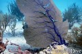foto de buceo