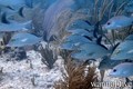 foto de buceo