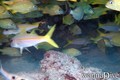 foto de buceo