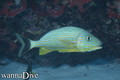 foto de buceo