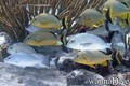 foto de buceo