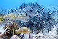 foto de buceo