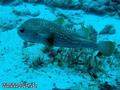 foto de buceo