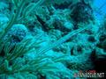 foto de buceo