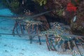foto de buceo