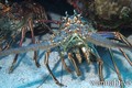 foto de buceo