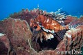foto de buceo