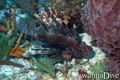 foto de buceo