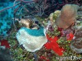foto de buceo