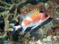 foto de buceo