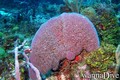 foto de buceo
