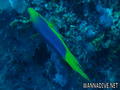 foto de buceo