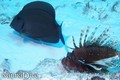 foto de buceo