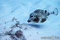 foto de buceo