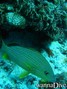 foto de buceo