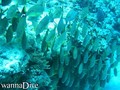 foto de buceo