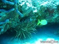 foto de buceo