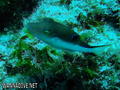 foto de buceo