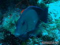 foto de buceo