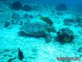 foto de buceo