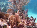 foto de buceo