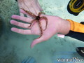 foto de buceo