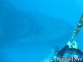 foto de buceo