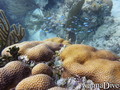 foto de buceo